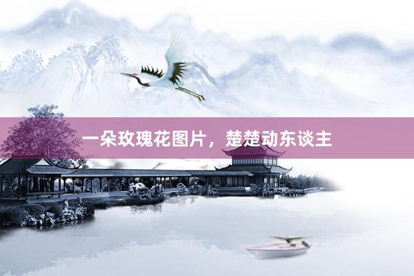 一朵玫瑰花图片，楚楚动东谈主