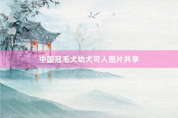 中国冠毛犬幼犬可人图片共享